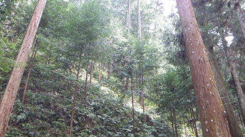 ���ǹͤ��뤳�ȡ���