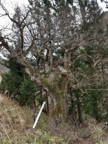 ÂçÆ¶¤Î¥¯¥ê¡¡19