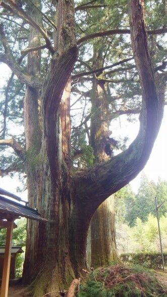 ���ɸ�ŷ���ԡ���Ƿ˷�����������