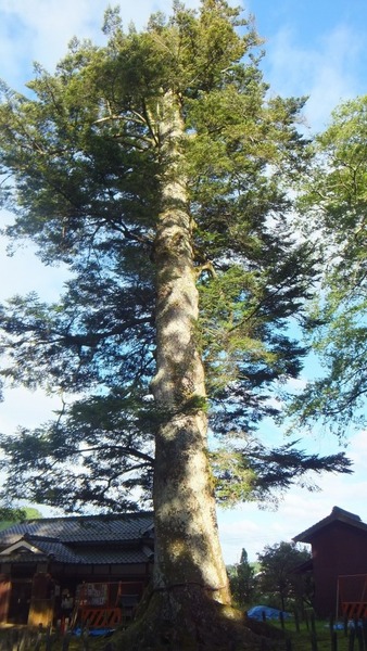 Äɼê¿À¼Ò¤ÎÀéǯ¥â¥ß£µ