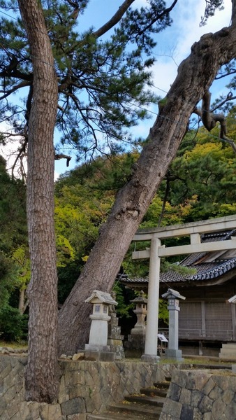 ��ָ����ȿ��Ҥξ���