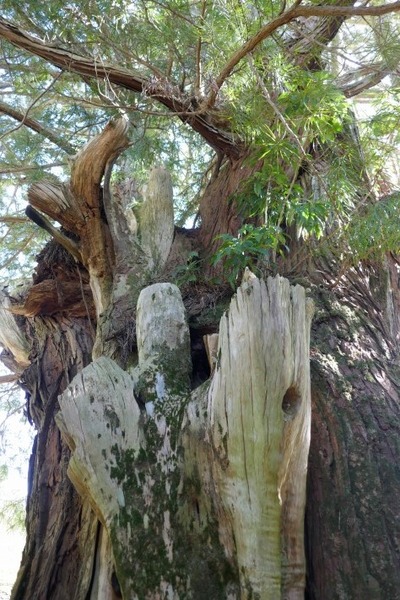 ³Þ·Á»û¤Î¥³¥¦¥ä¥Þ¥£·