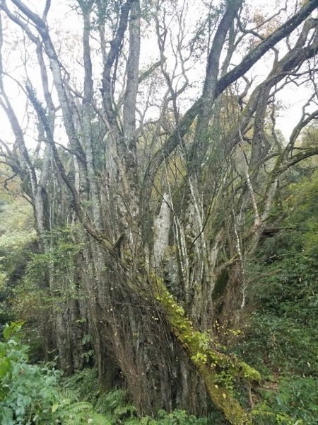 ���Ĥ��礫�Ĥ飸