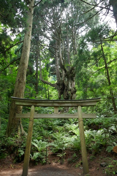 ��˼����