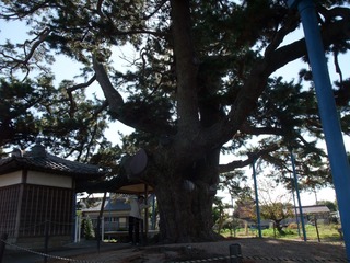 ��¢�羾����