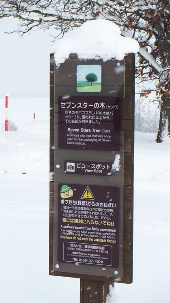 セブンスターの木 1