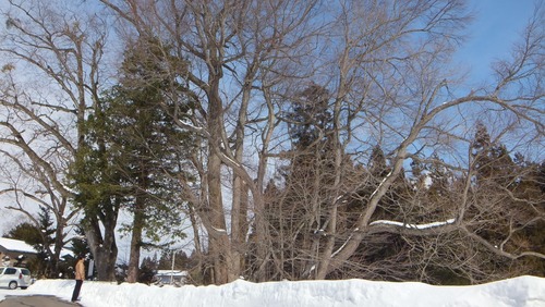 ¸Å²°ÉߤÎÀéËÜ·Ë£³