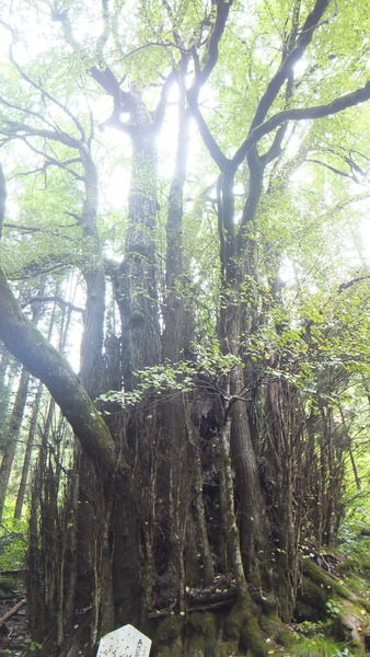 ��Ű�����ܷˣ�