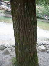 �����礦��ʤ���