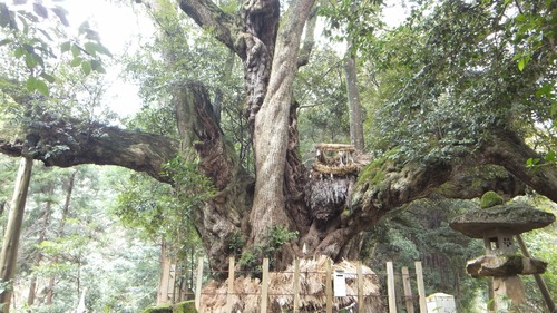 ��¿���������ܰ�Υ�������������