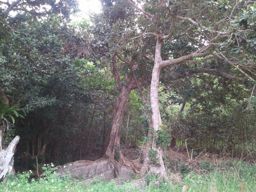 本物の無垢木材 茨木市戸田材木店 セルバの木の虫ブログ これは森のカーテン 珍しい板根 安波のオキナワサキシマスオウノキ Livedoor Blog ブログ