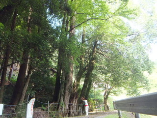 �г��ηˡ���