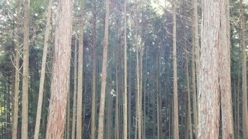 �ٶ�������棳