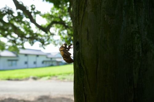 Èø³«¤Î¥¯¥í¥¬¥Í¥â¥Á£·