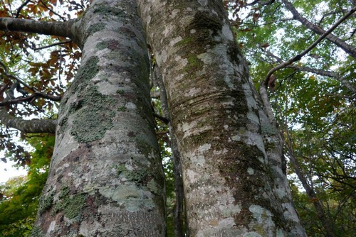 ܤιռ ѡʤ̵̤ۤʪե 8