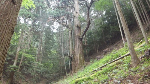 �۶����������ŷ�����