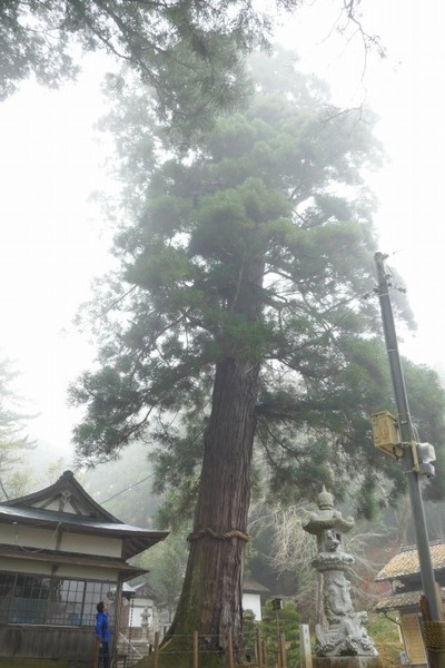 高倉神社のスギとシラカシ2