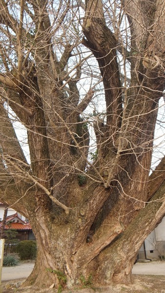 �������ζ�ɡ���