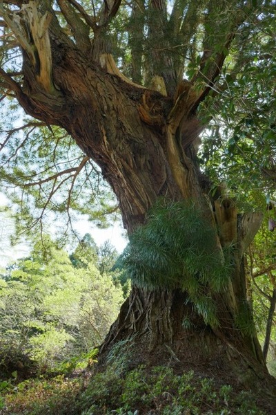 ³Þ·Á»û¤Î¥³¥¦¥ä¥Þ¥£±£°