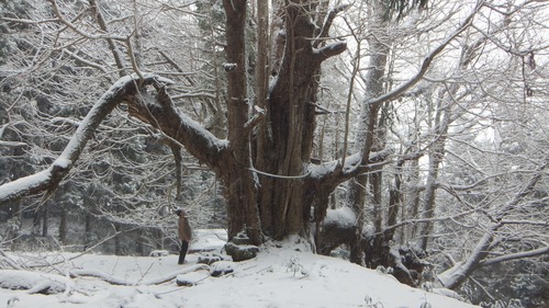 �����������¹����