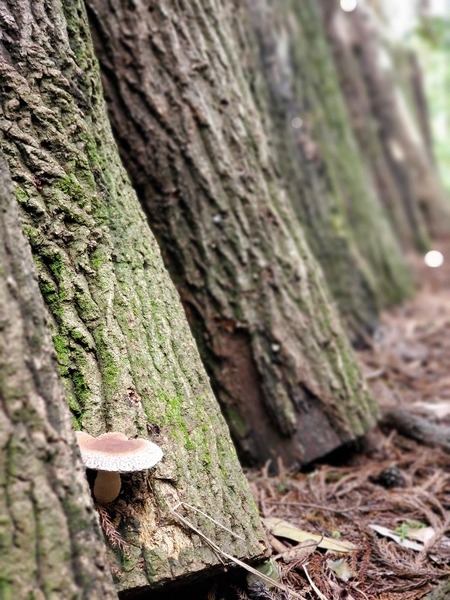 ���Ĥ��Τ��व��