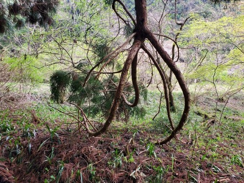 ¹Å縩¾±¸¶»Ô ·§Ìî¿À¼Ò¤ÎÏ·¿ù¡Ê¤í¤¦¤µ¤ó¡Ë¤È¿ùÂç¼ù·²£¶