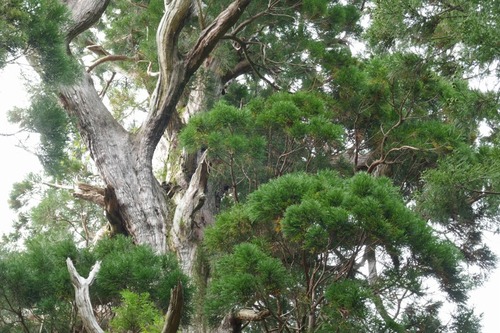 Â绳Çò»³¿À¼Ò¤ÎÂ祹¥®¡¡£±£¹