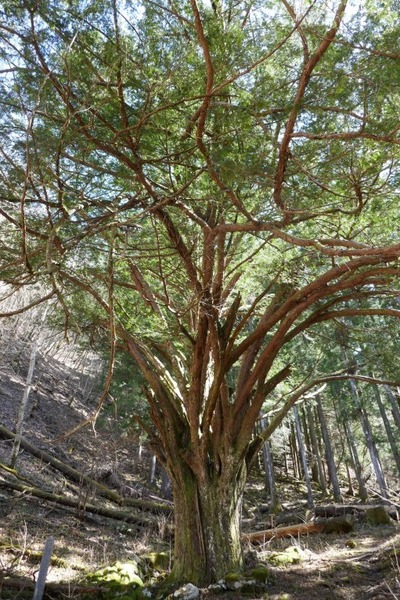 Ê¿´ä²È¤Î¥¤¥Á¥¤ 7