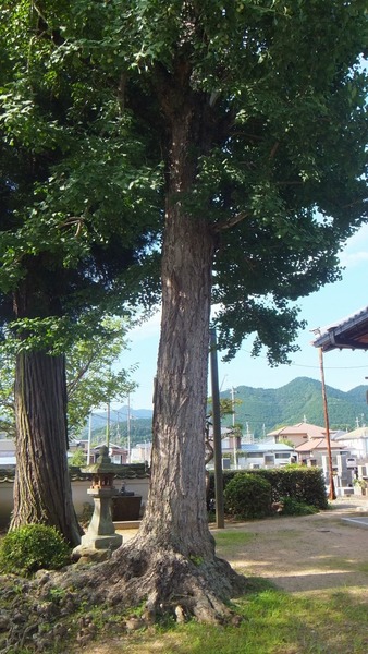 �岦���Υ�åѥ����祦��