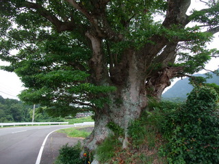 ʡ��Υ��⡡��