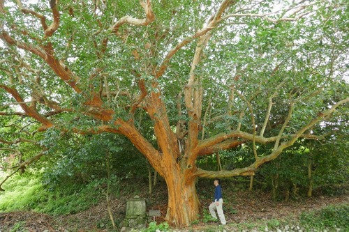 �����ȹ��ΥХ����Υ�����