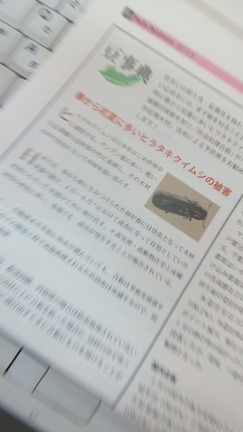 �������ॷ�ε���