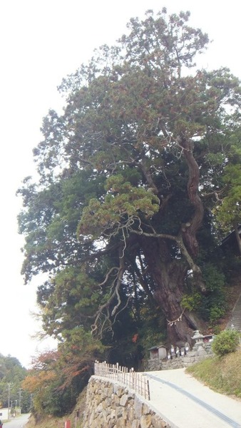 Ʋ���Υ�������ǯ���ˡ�14