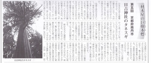 材木屋の巨樹木甦 第五回 京都府南丹市 日吉神社のタネスギ