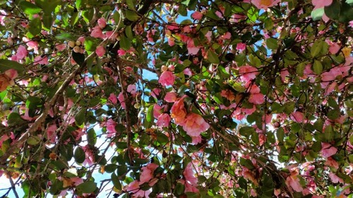 ���Υ����󥫡���