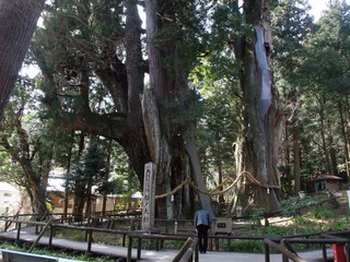 杉の大杉 5