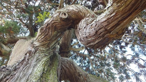 ��Ȼ����ݥ�����