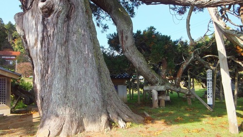 ��Ȼ����ݥ�����