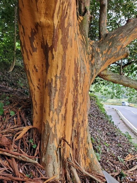 �����ȹ��ΥХ����Υ���