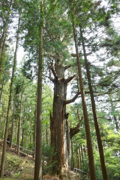 Â绳Çò»³¿À¼Ò¤ÎÂ祹¥®¡¡£±£¶