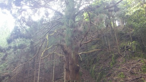 �۶��������ŷ�����