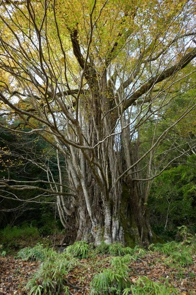 �����ƽФΥ��ĥ顡��