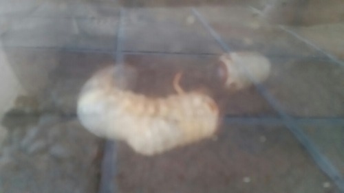 ¥«¥Ö¥È¥à¥·£±