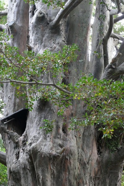 ����®����ҤΥʥ�����ˡ�6