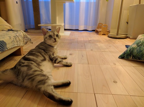 shikiyuka �ҥΥ��ܹ���