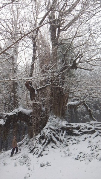 �����������¹����