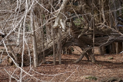 �̶�����Υ����祦13