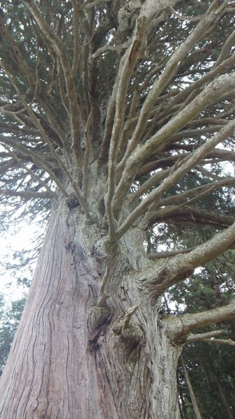 �ڻ����祹������