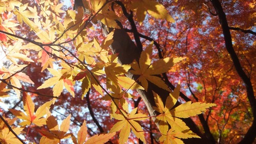 ��̿����ͼ�Ȥ�ߤ�����