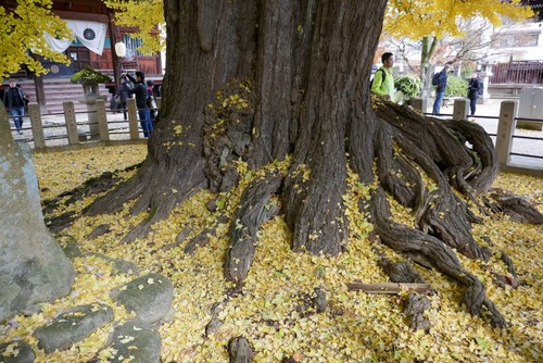 ���͹�ʬ�����祤���祦��